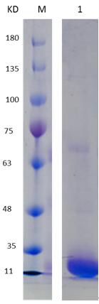 12% SDS-PAGE analysis profiles of purified PA0833-142-237 (CBB stained).